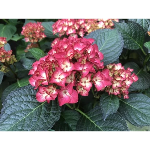 Hydrangea macrophylla 'Red Angel'