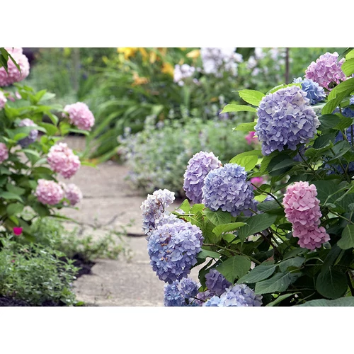 Hydrangea macrophylla 'Soft Blue Power'