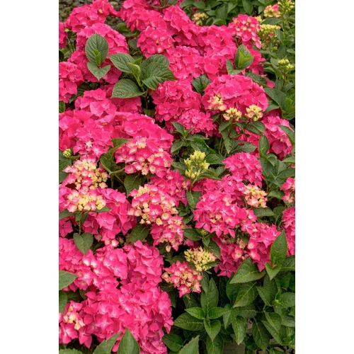 Hydrangea macrophylla 'Pia'
