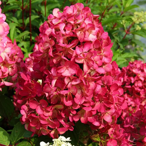 Hydrangea paniculata 'Diamant Rouge'