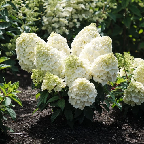 Hydrangea paniculata 'Magical Mont Blanc'