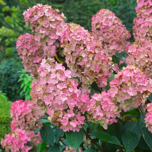 Hydrangea paniculata 'Pink Diamond'