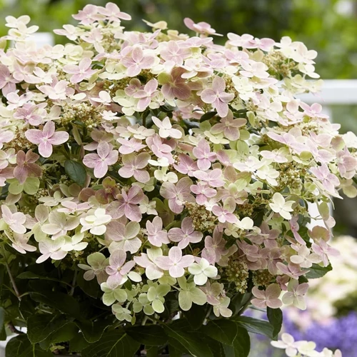 Hydrangea paniculata 'Polestar'
