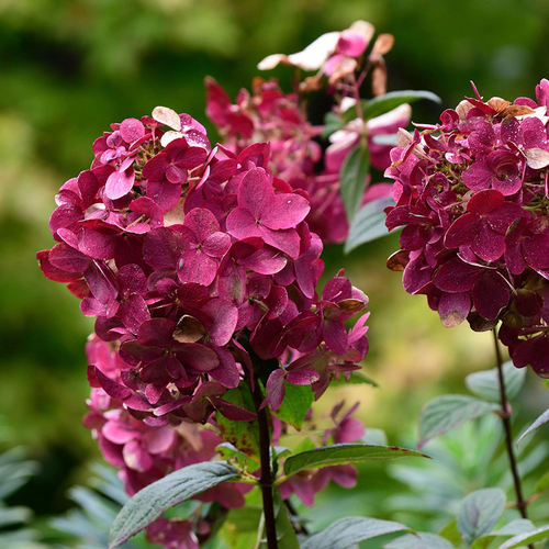 Hydrangea paniculata 'Wim's Red'