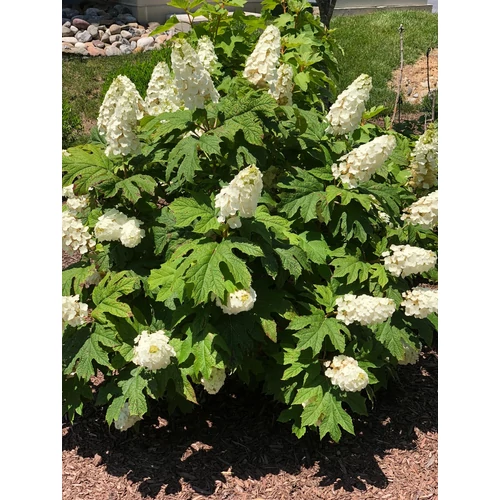  Hydrangea quercifolia 'Snow Queen'