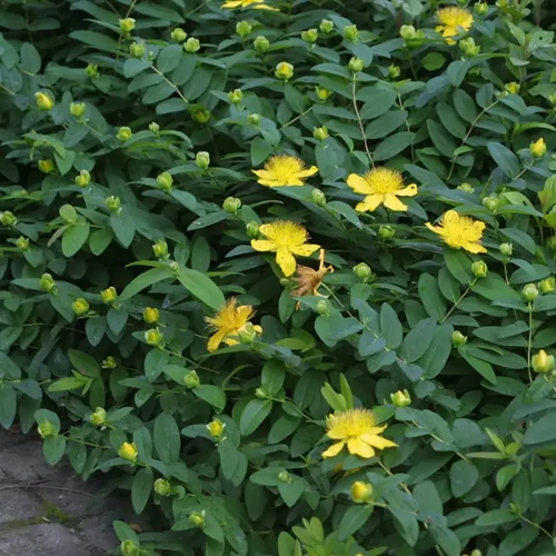 Hypericum calycinum 'Goldgelbe'