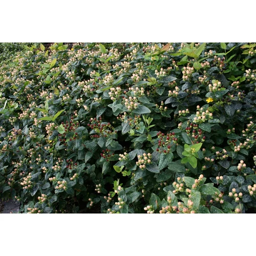 Hypericum inodorum 'Autumn Blaze'