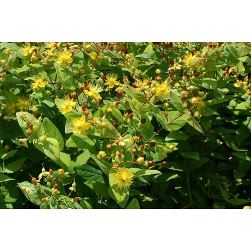 Hypericum inodorum 'Excellent Flair'