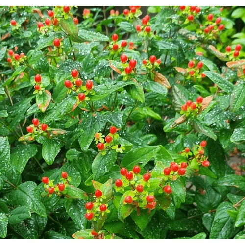 Hypericum inodorum 'Orange Flair'
