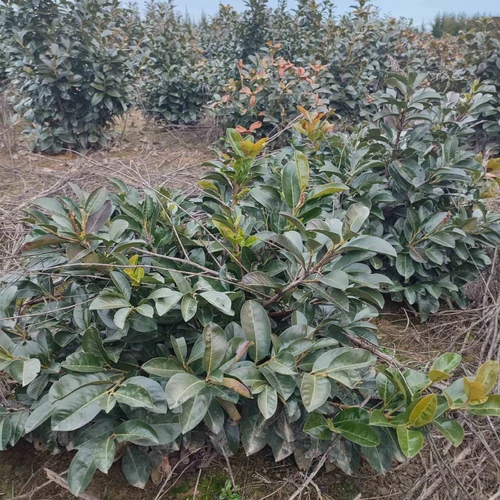 Prunus laurocerasus 'Zita'