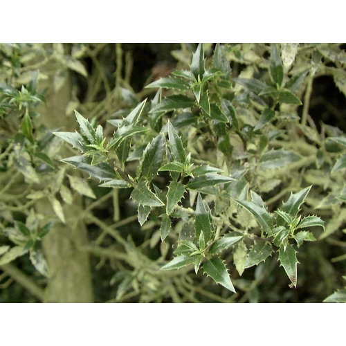 Ilex aquifolium 'Myrtifolia'