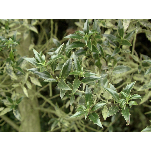 Ilex aquifolium 'Myrtifolia'