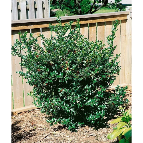 Ilex meserveae 'Blue Prince'
