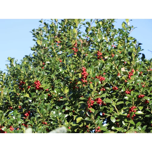 Ilex meserveae 'Heckenfee'