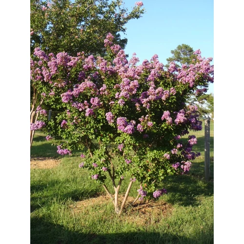 Lagerstroemia indica