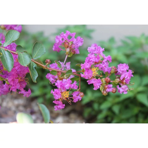 Lagerstroemia indica 'Benoit'
