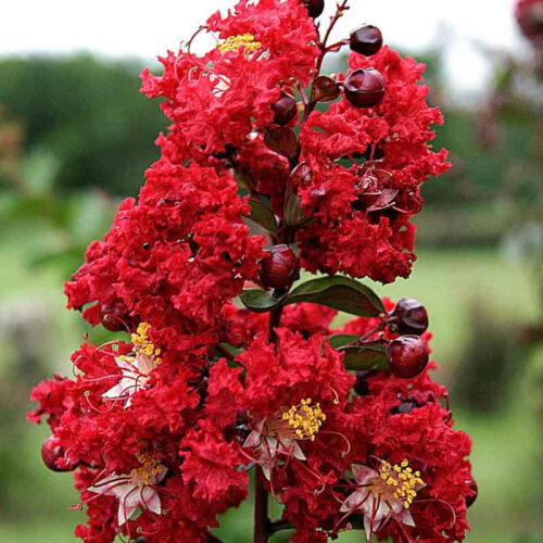 Lagerstroemia indica 'Dynamite'