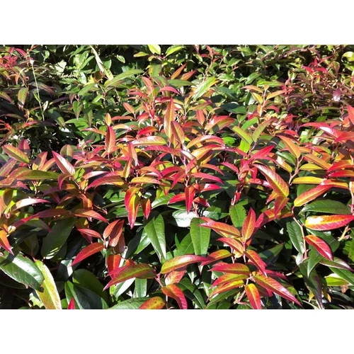 Leucothoe 'Carinella'