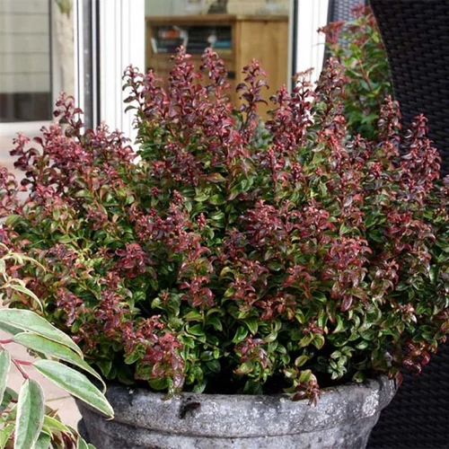 Leucothoe axillaris 'Twisting Red'