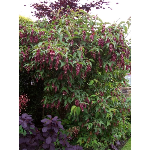 Leycesteria formosa 'Purple Rain'