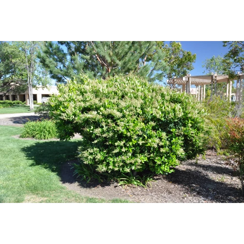 Ligustrum japonicum 'Texanum'