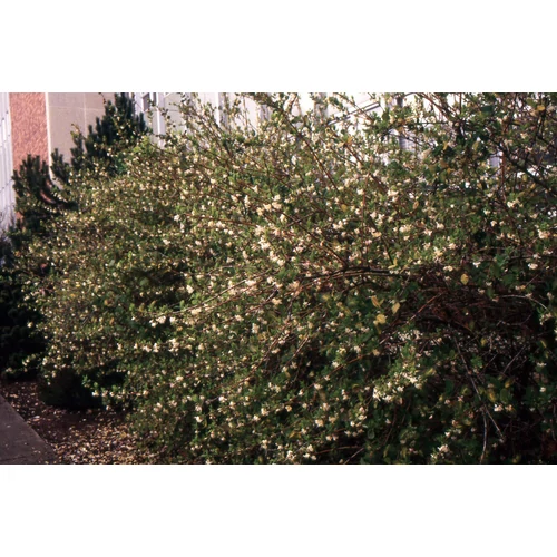 Lonicera fragrantissima