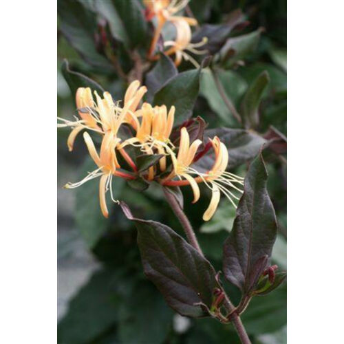 Lonicera japonica 'Purpurea'