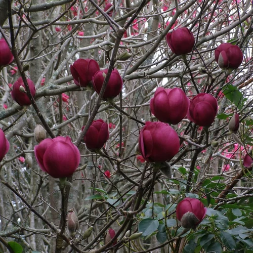 Magnolia 'Black Tulip'