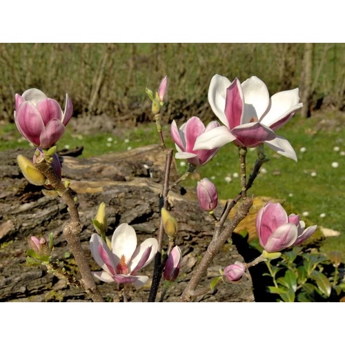 Magnolia 'Satisfaction' 