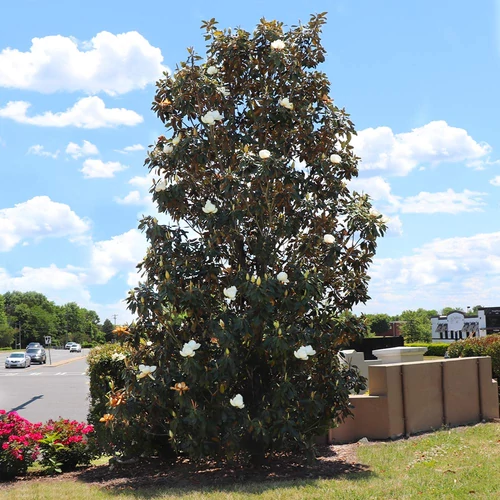 Magnolia grandiflora 'Little Gem'