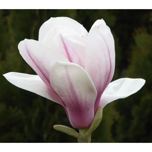 Magnolia soulangeana 'Superba'