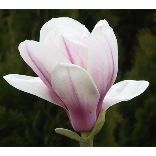 Magnolia soulangeana ' Superba'