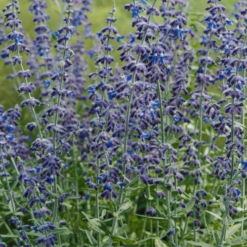 Perovskia 'Silver Sceptre'