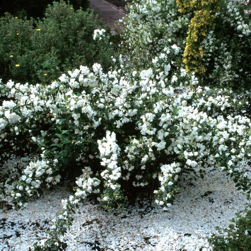 Philadelphus 'Snowbelle'