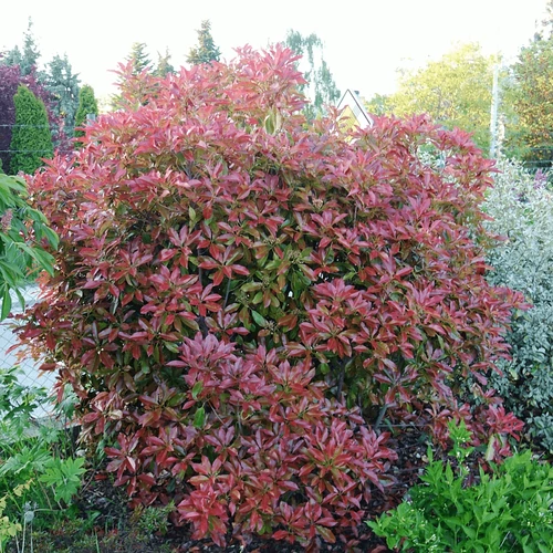 Photinia fraseri 'Camilvy'