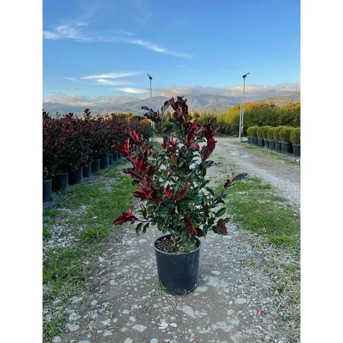 Photinia fraseri 'Magical Volcano'