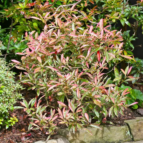 Photinia fraseri 'Pink Marble'
