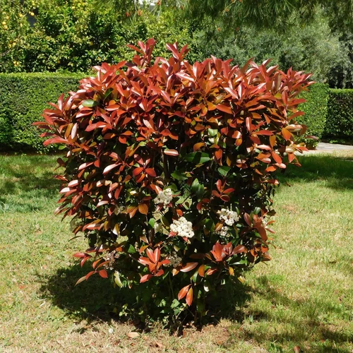 Photinia fraseri 'Red Robin'
