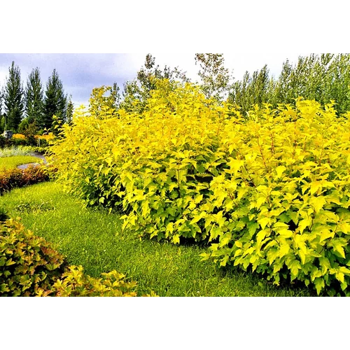 Physocarpus opulifolius 'Aureus'
