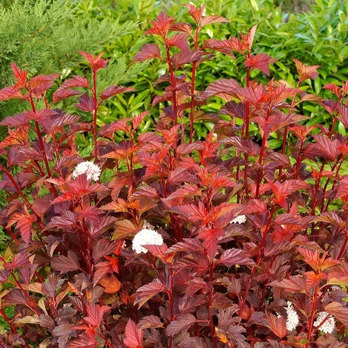 Physocarpus opulifolius 'Diable d'Or'