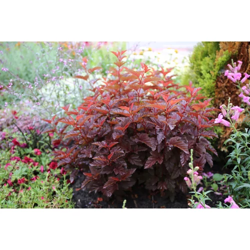 Physocarpus opulifolius 'Little Angel'