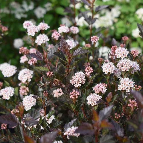 Physocarpus opulifolius 'Little Devil'