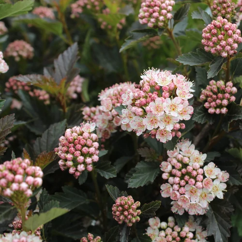 Physocarpus opulifolius 'Tiny Wine'