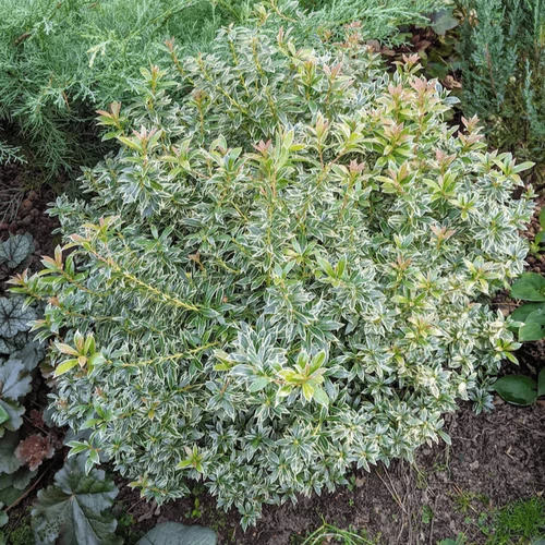 Pieris japonica 'Little Frosty'