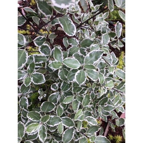 Pittosporum tenuifolium 'Garnettii'