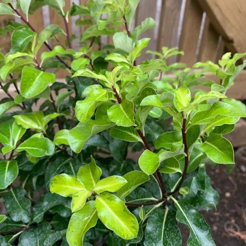 Pittosporum tenuifolium 'Margaret Turnbull'