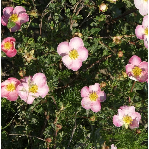 Potentilla fruticosa 'New Dawn'
