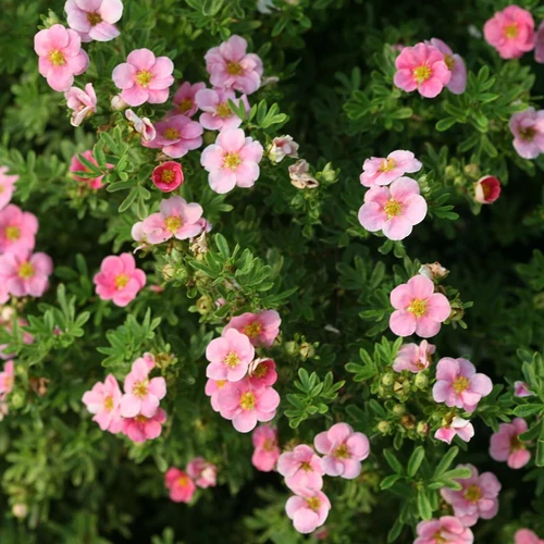 Potentilla fruticosa 'Pink Paradise'