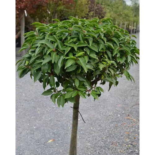 Babérmeggy portugál - Prunus lusitanica 80/100cm T80cm K10l