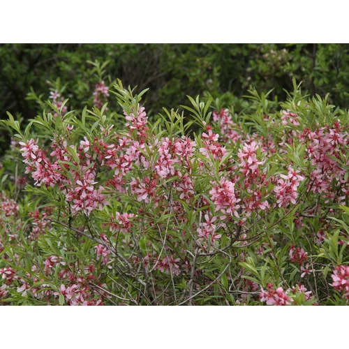 Prunus tenella